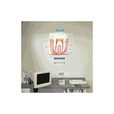 Anatomical Chart Simplified Parts Of The Toot