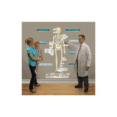 Anatomical Chart Simplified Skeletal System (