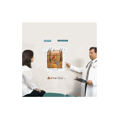 Anatomical Chart Skin Cross Section (Labeled)