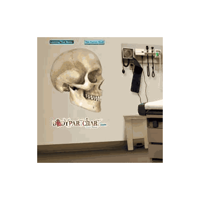Anatomical Chart Skull - Chart, Skull Med 26"