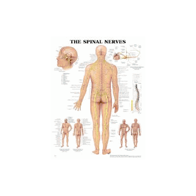 Anatomical Chart Spinal Nerve - Chart, The Sp