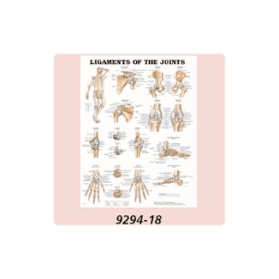 Anatomical Chart Spinal Nerves - Chart, Spina