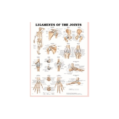 Anatomical Chart Spine Disorders - Chart, Ana