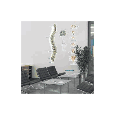 Anatomical Chart Spine (Labeled) - Chart, Spi