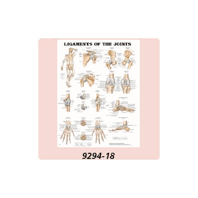 Anatomical Chart Sturdy, Full-color Charts Pr