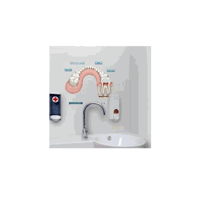 Anatomical Chart Tooth Cross Section - Chart,