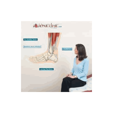 Anatomical Chart Torn Achilles Tendon - Chart