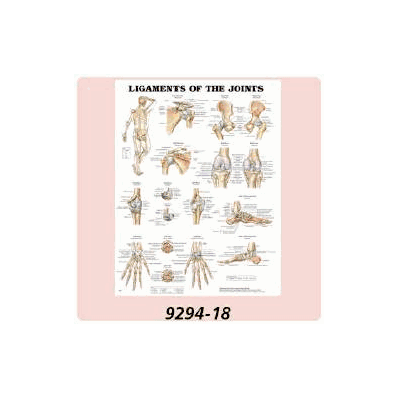 Anatomical Chart Understanding Arthritis - Ch