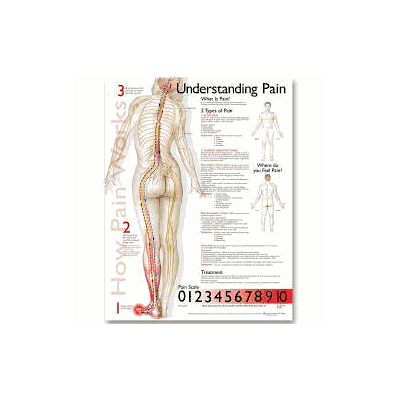 Anatomical Chart Understanding Pain - Chart,