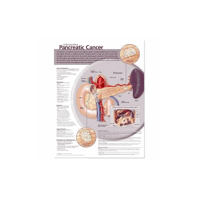 Anatomical Chart Understanding Pancreatic Can