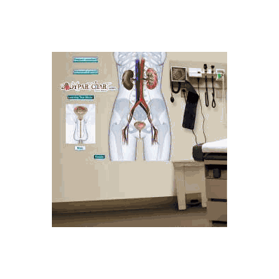 Anatomical Chart Urinary Anatomy - Chart, Uri