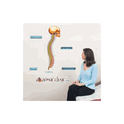 Anatomical Chart Vertebral Column (Labeled) -