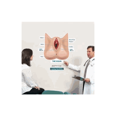 Anatomical Chart Vulva (Labeled) - Chart, Vul