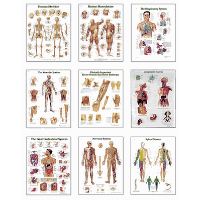 Body Posters Set 9
