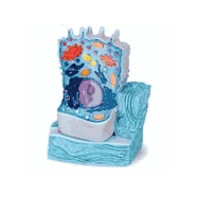 Animal Cell Model