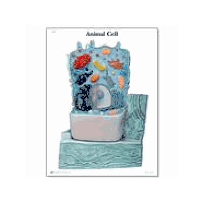 Animal Cell STICKYchart