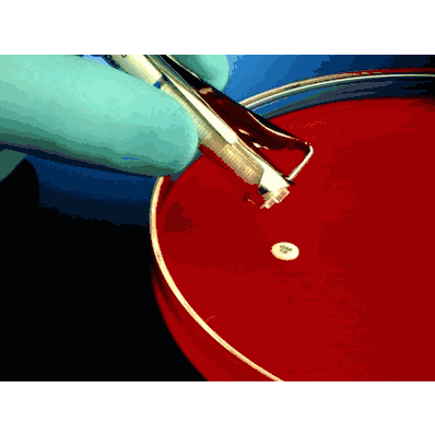 Antimicrobial Susceptibility Testing Disc, 10 ug, Code: GM-10 GENTAMICIN