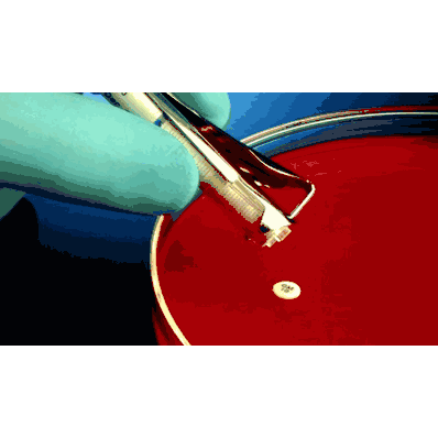 Antimicrobial Susceptibility Testing Disc, Code: CTX-30, 30 ug Cefotaxime