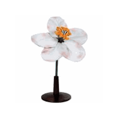 Apple Flower. enlarged 5x life-size