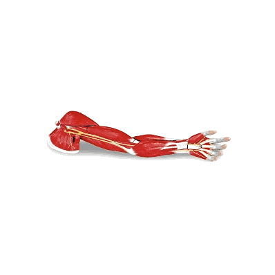Arm, Life Size Muscle 7 Part - Medline