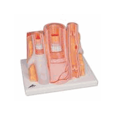 Artery and Vein -14-times enlarged