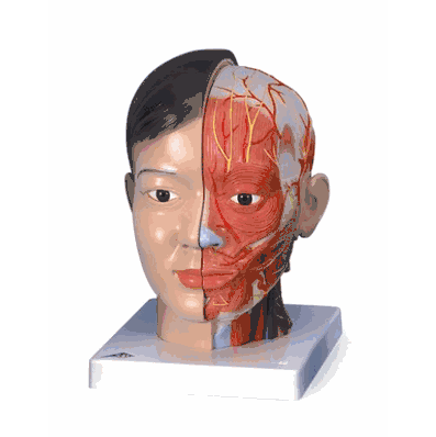 Asian Deluxe Head with Neck, 4 part