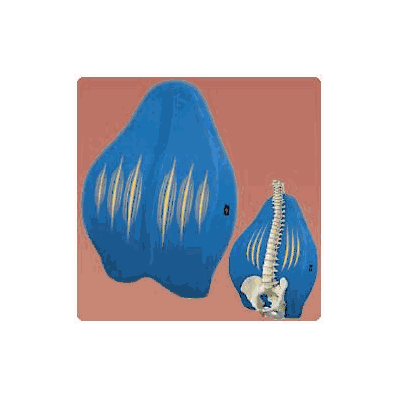 Back Support Cushion Contour Freedom - Cushio