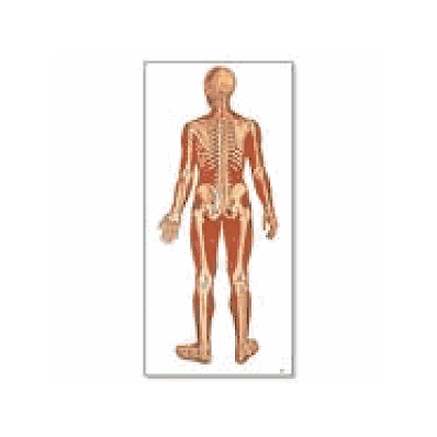 Back View Human Skeleton Chart with rods