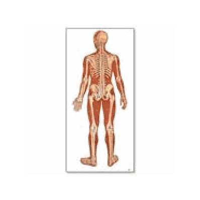 Back View Human Skeleton Chart without rods
