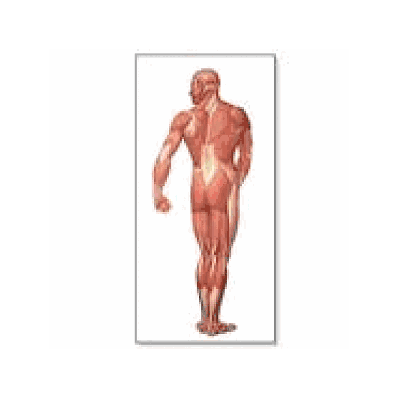 Back View Musculature Chart without rods