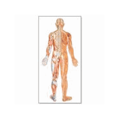 Back View Nervous System Chart without rods