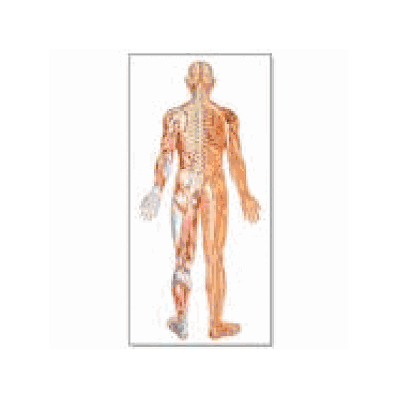 Back View Nervous System Chart without rods