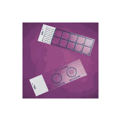 Bactrol Gram Stain Control Slide BD BBL 1" x 3"