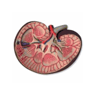  Basic Kidney Section, 3 times full-size