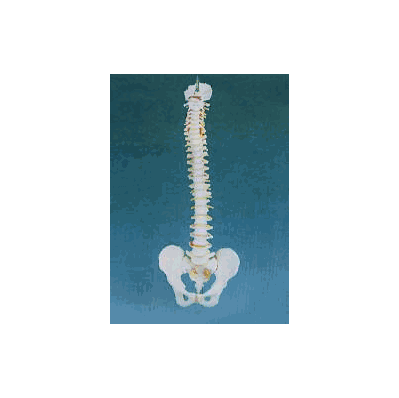 Basic Spine Model - Model, Spine Basic Full S