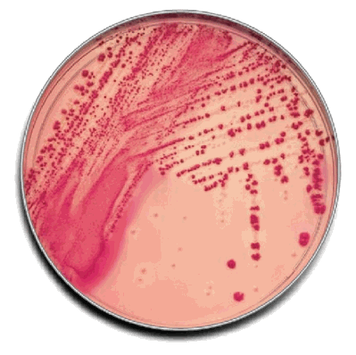 BD 221172 Prepared Media, color Light Beige, 15 x 100 mm Mono-Plate Format MacConkey II Agar