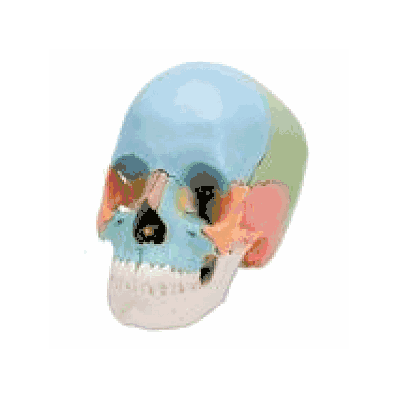 Beauchene Adult Human Skull Model, Didactic Colored 22 part