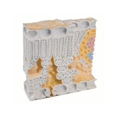 Block Model of Leaf Structure