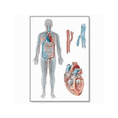 Blood Circulation Chart with wooden rods