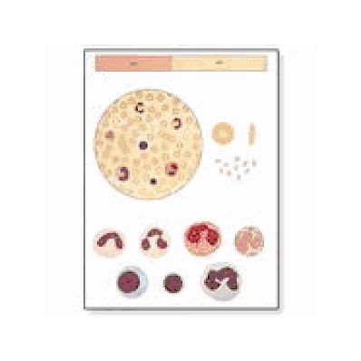 Blood I, Composition Chart with wooden rods
