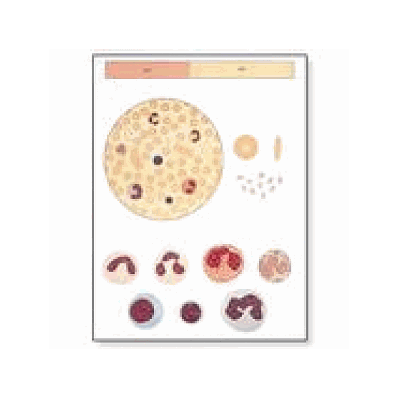 Blood I, Composition Chart without rods