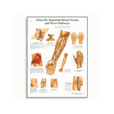 Blood Vessels & Nerve Pathways Chart