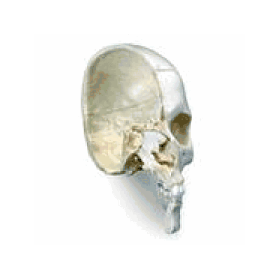 Bony Skull Half