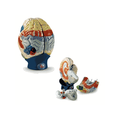 Brain, Denoyer-geppert Giant Functional - Med