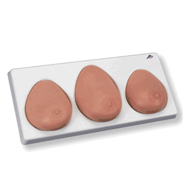 Breast Self Examination model, three single breasts