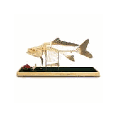 Carp Skeleton (Cyprinus carpio), Specimen