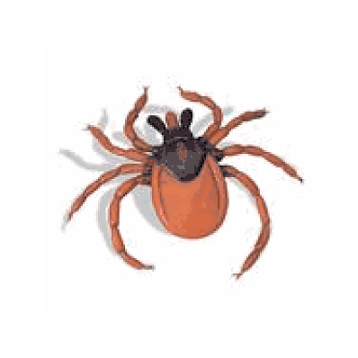 Castor Bean Tick (Ixodes ricinus) Model