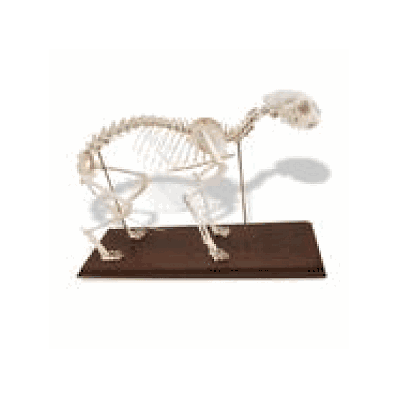 Cat Skeleton