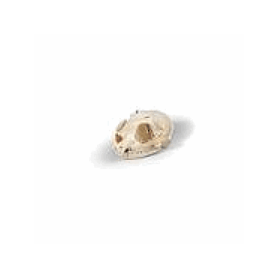 Cat Skull