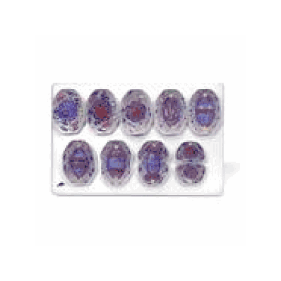 Cell Division I, Mitosis Chart with wooden rods